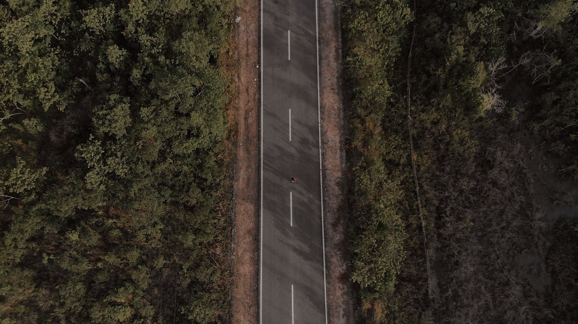 aerial photography of concrete road between trees at daytime